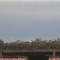 11_05-mast.jpg