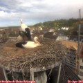 11_10-nest.jpg