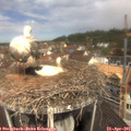 11_15-nest.jpg