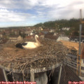 11_20-nest.jpg