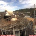 11_25-nest.jpg
