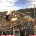 11_30-nest.jpg
