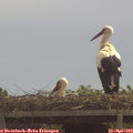 11_35-mast.jpg