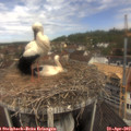 11_35-nest.jpg