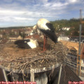 11_40-nest.jpg