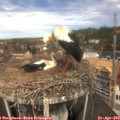 11_45-nest.jpg