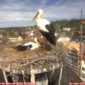 11_50-nest.jpg