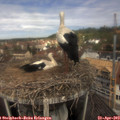 11_55-nest.jpg