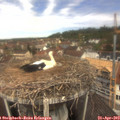 12_05-nest.jpg