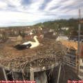 12_10-nest.jpg