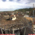 12_20-nest.jpg
