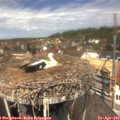 12_35-nest.jpg