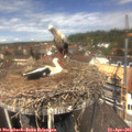 12_45-nest.jpg