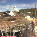 12_50-nest.jpg