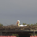 13_10-mast.jpg