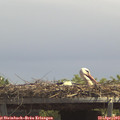13_15-mast.jpg