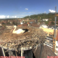 13_15-nest.jpg