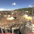 13_25-nest.jpg