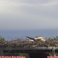 13_30-mast.jpg