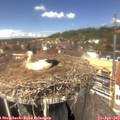 13_30-nest.jpg