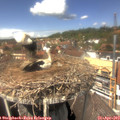 13_40-nest.jpg