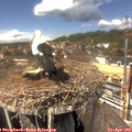 13_50-nest.jpg