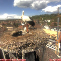 14_00-nest.jpg