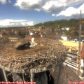14_05-nest.jpg