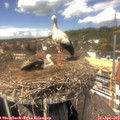 14_10-nest.jpg