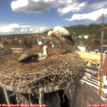 14_15-nest.jpg