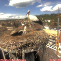 14_20-nest.jpg