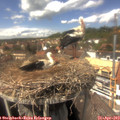 14_30-nest.jpg