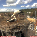14_35-nest.jpg