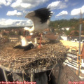 14_40-nest.jpg