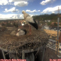 14_50-nest.jpg