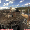 14_55-nest.jpg