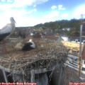 15_00-nest.jpg