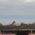 15_05-mast.jpg