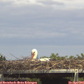15_10-mast.jpg