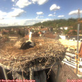 15_10-nest.jpg