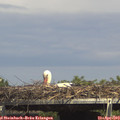 15_15-mast.jpg