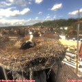 15_15-nest.jpg