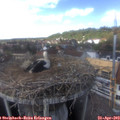 15_20-nest.jpg