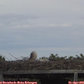 15_25-mast.jpg