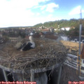 15_25-nest.jpg