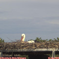 15_30-mast.jpg