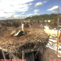 15_30-nest.jpg