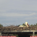 15_40-mast.jpg