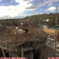 15_40-nest.jpg