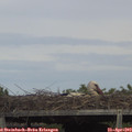 15_45-mast.jpg